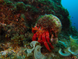 Hermit crab, Baixa do Sul, Pico, Azores by Tim Nicholson
