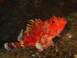Scorpionfish, Pedra Grande, Azores by Tim Nicholson