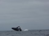 Killer whales, Galapagos
