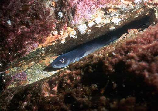 Conger Eel with squat lobster