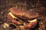 Crab, Isle of Man