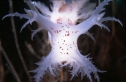 nudibranch, Dendronotus lacteus
