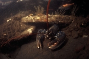 Lobster, Isle of Man