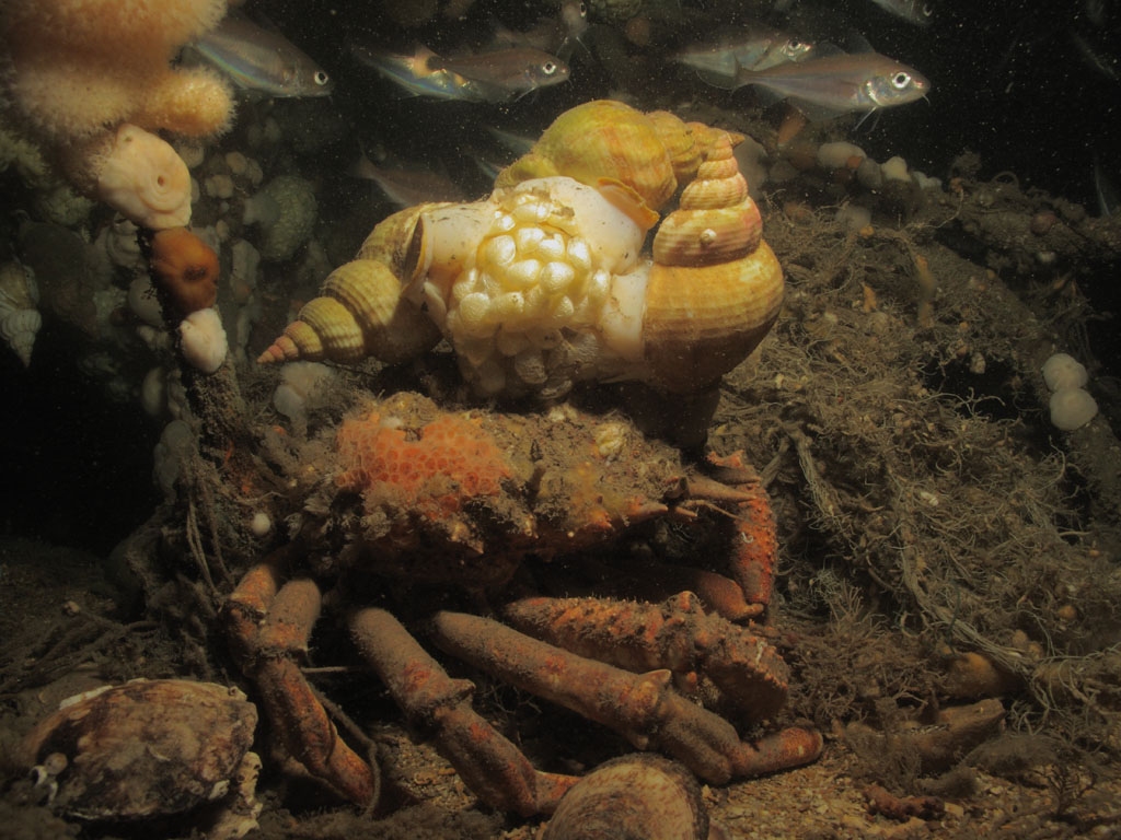 Mating whelks on spider crab