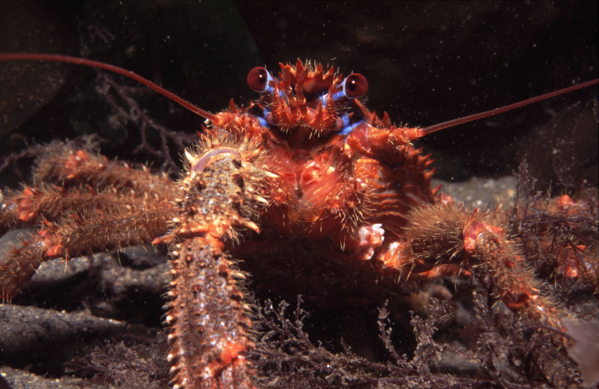 Squat Lobster Photo