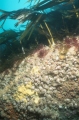 Kelp and Anemones, St. Kilda
