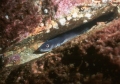 Conger Eel, St. Kilda