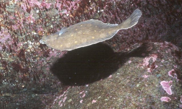 Flatfish Photo