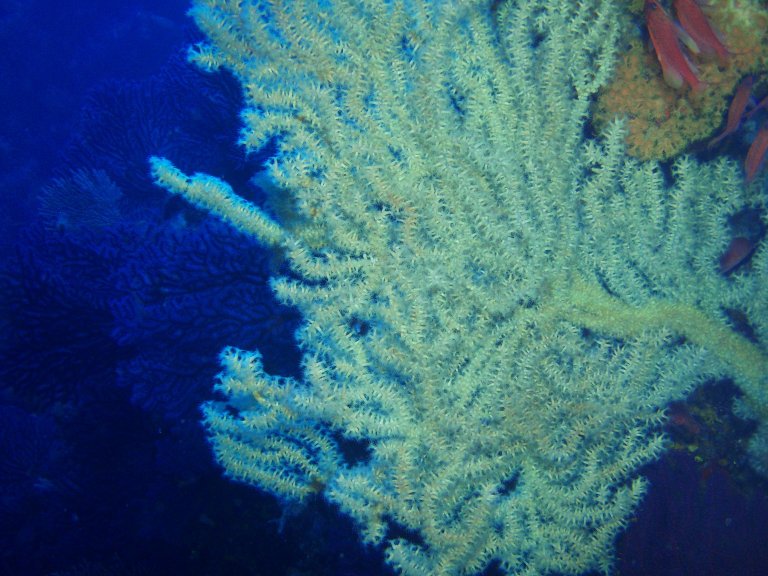 False Black Coral, Ustica, Italy