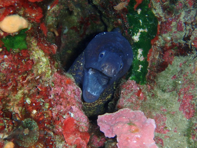 Moray eel, Ustica, Italy