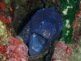 moray eel, Ustica