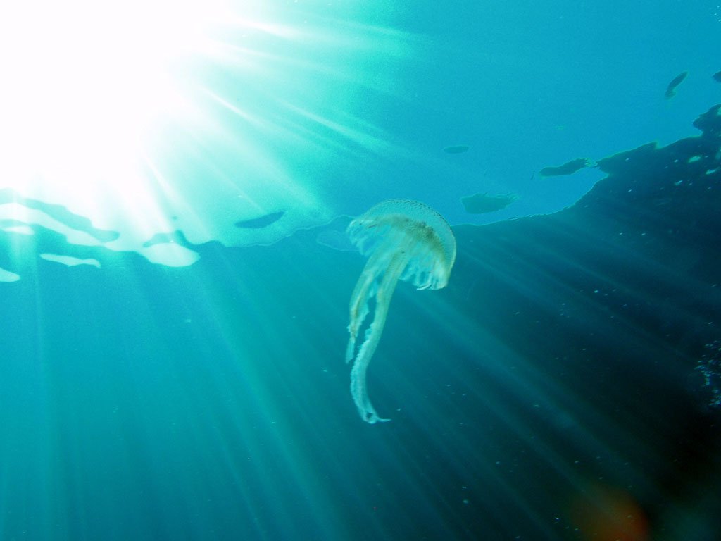 Jellyfish, Ustica, Italy