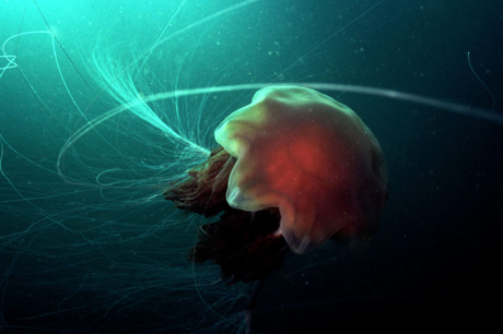 Lion's Mane jellyfish, with stinging tentacles