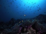 The Maldives, anemone fish