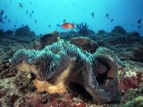 The Maldives, anemone fish