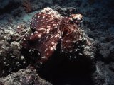The Maldives, octopus
