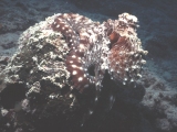 The Maldives, octopus