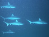 Maldives shark dive