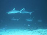 Diving with sharks in The Maldives Islands