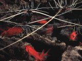 The Maldives, spiny lobster and soldierfish