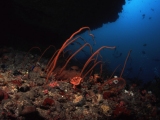 The Maldives, Whip corals