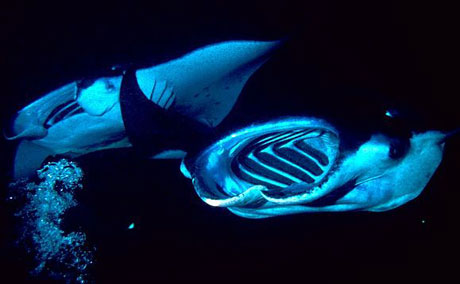 Two manta rays feeding at night, Hawaii