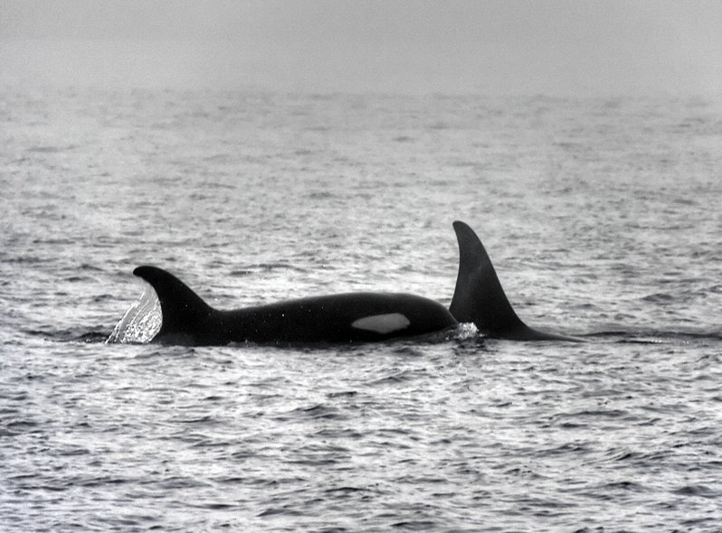 Killer Whale Photo, Canada