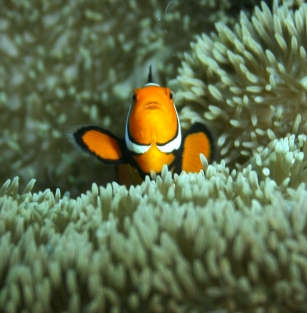 Photo copyright Rod Byfield, anemone fish