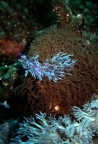 Nudibranch picture, Malapascua, Cebu