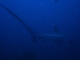 Thresher shark picture, Malapascua, Cebu