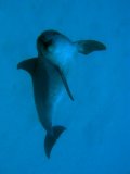 Dolphin diving pic