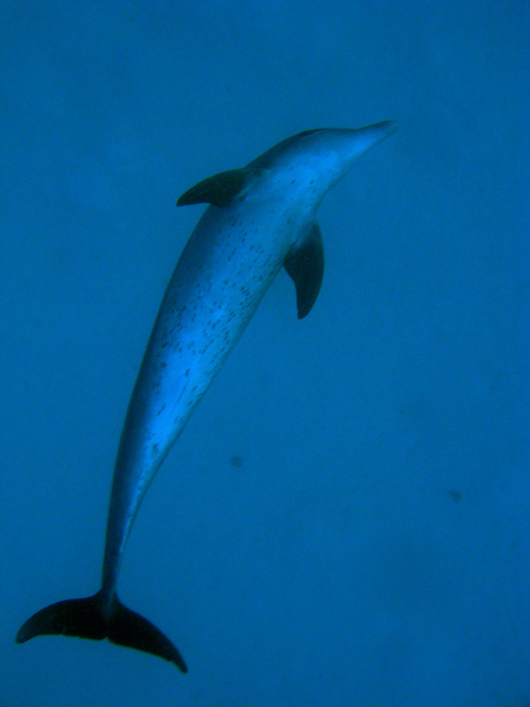 Spotted Dolphin
