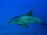 Dolphin diving pics