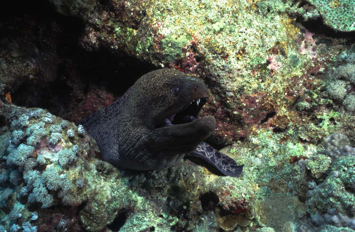 Moray eel, Red Sea