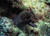 Moray eel, Umm Gamar, Red Sea
