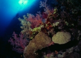 Reef, Dungus Reef, Red Sea