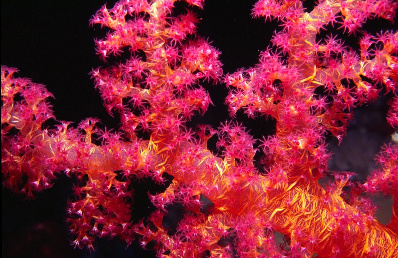 Photograph of Soft Coral on Sha'ab Fargha in Red Sea