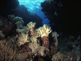 Soft Coral, Gota Baraka, Red Sea