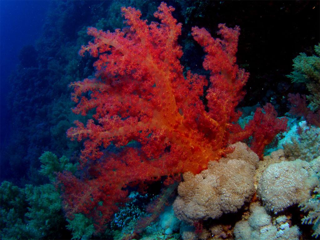 Red Sea Flatworm Photo