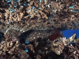 Table Coral Grouper, Gota Sha'ab El Erg, Red Sea