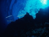 Trumpetfish, Elphinestone, Red Sea