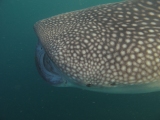 Diving with Whale Shark Picture
