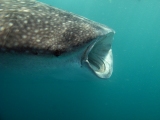 Diving with Whale Shark, Djibouti