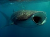 Diving with Whale Shark, Djibouti