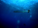 Barracuda on Little Brother
