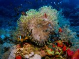 Clownfish on Daedalus Reef, Red Sea