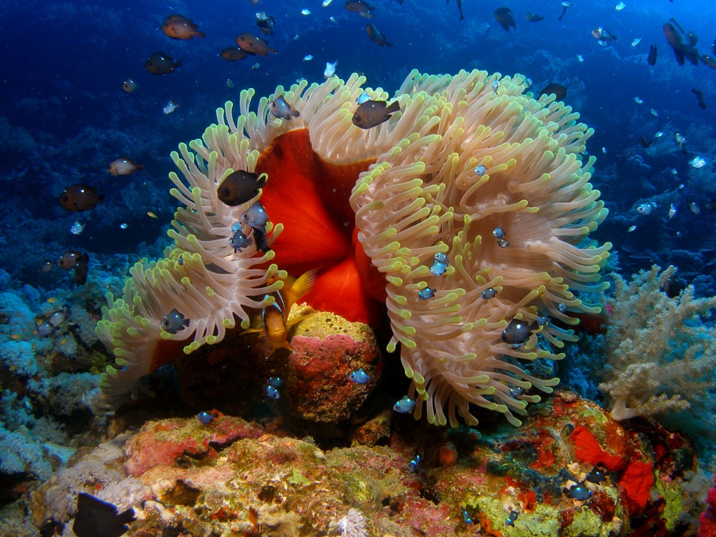 Anemone and Clownfish photo