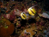 Banner fish on Daedalus Reef, Red Sea