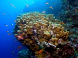 Coral head on Daedalus Reef, Red Sea