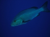 Dog snapper on Daedalus Reef, Red Sea